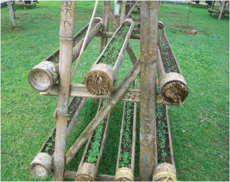 Budidaya Pertanian Bambu  Indonesia